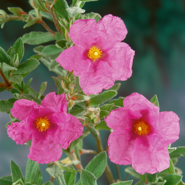 Cistus Plant 'Sunset'