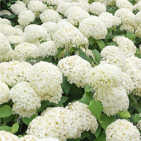 Hydrangea arborescens Plant 'Annabelle'