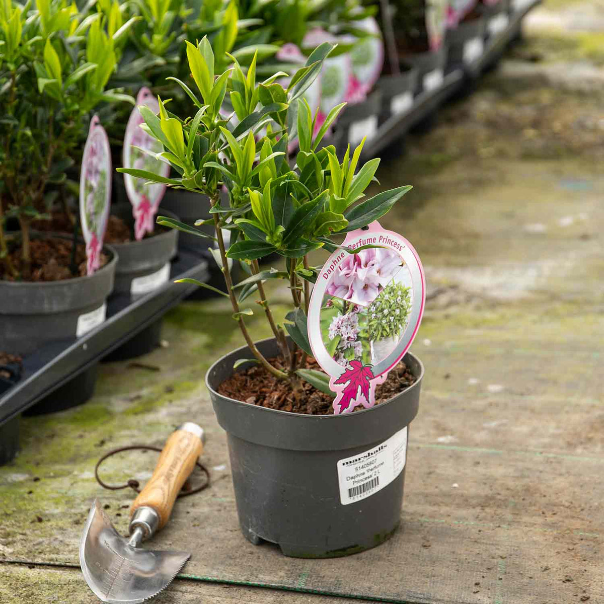 Daphne Odora 'Perfume Princess' 2Ltr Plant Buy Daphne Plants Online