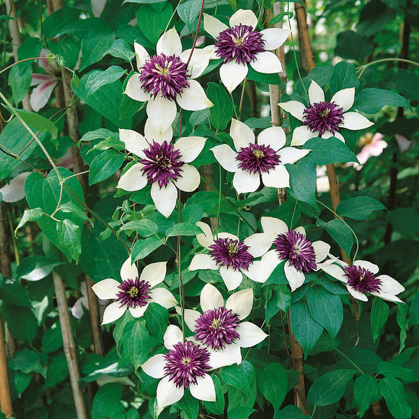 Clematis Plant 'Florida Sieboldii'