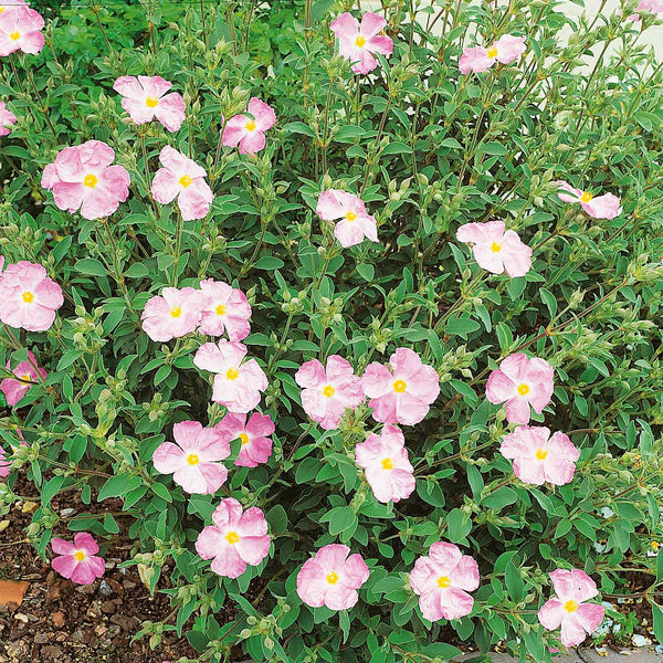 Cistus x argenteus Plant 'Silver Pink'