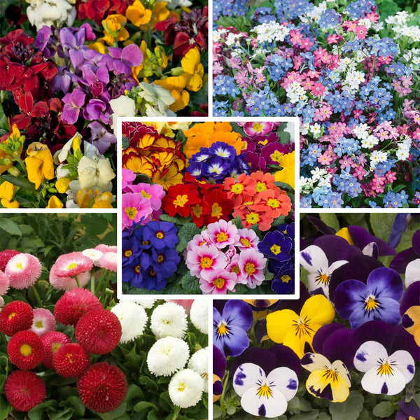 Marshalls Plant 'Winter and Spring Bedding'