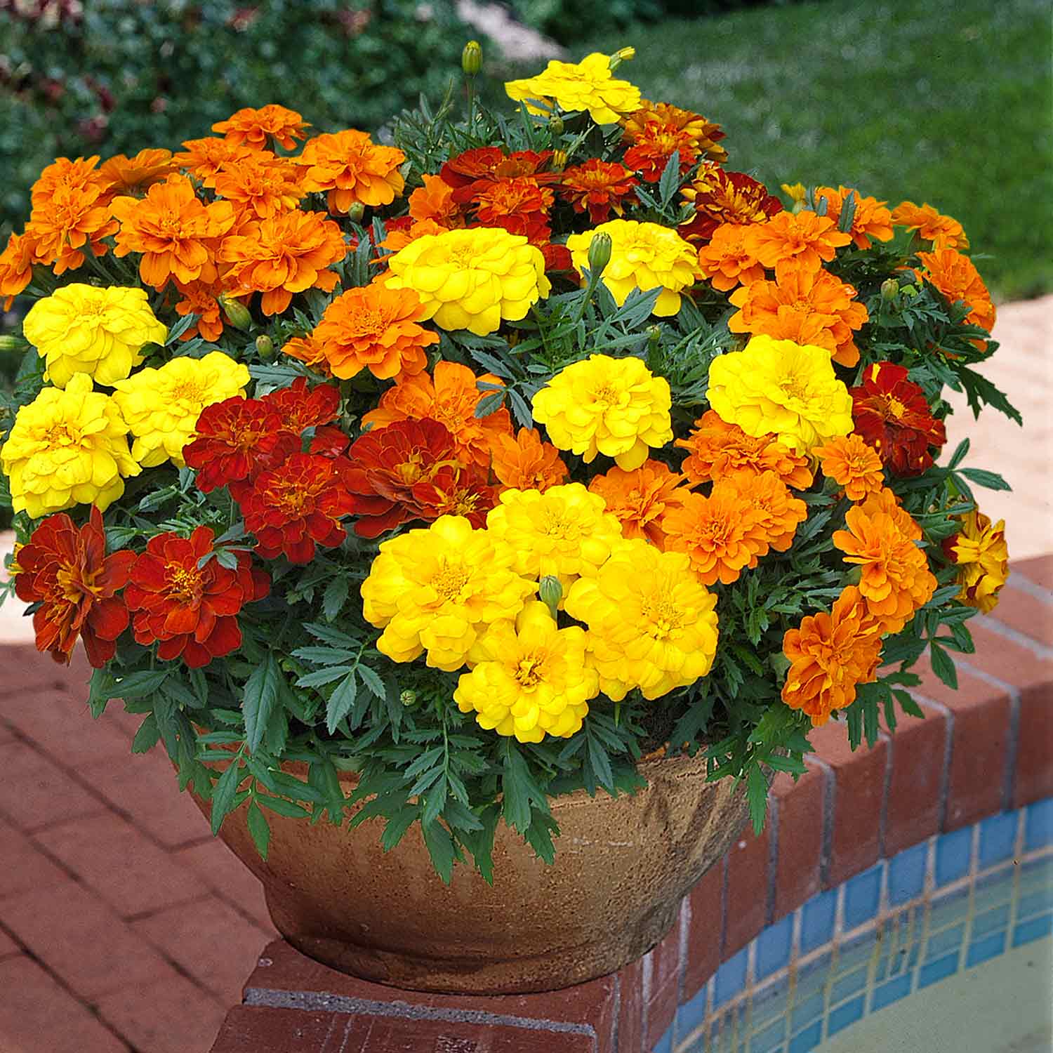Marigold 'Durango Select Mixed' 12 Garden Ready Plants Buy Marigold