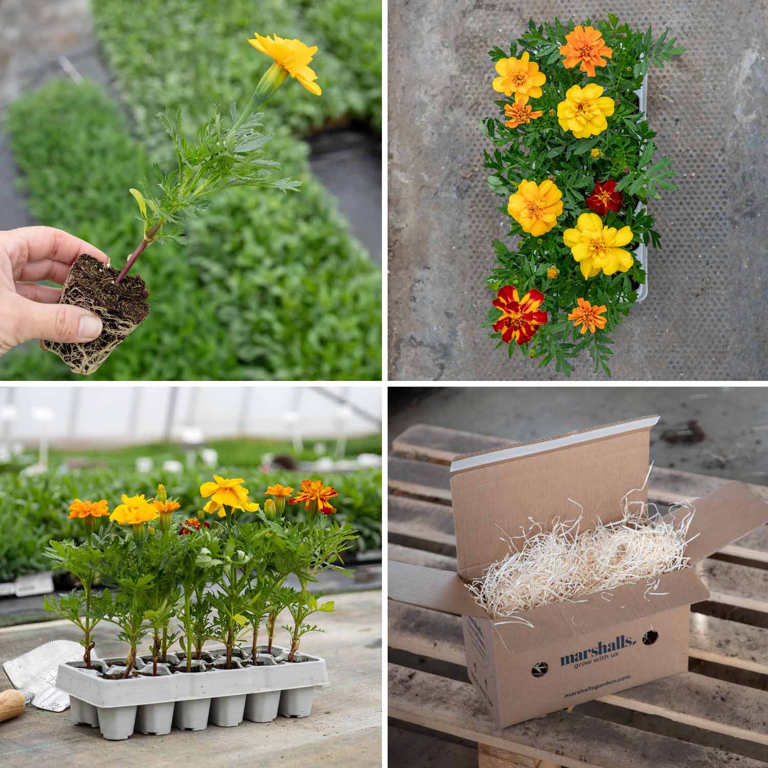 Marigold 'Durango Select Mixed' 12 Garden Ready Plants Buy Marigold