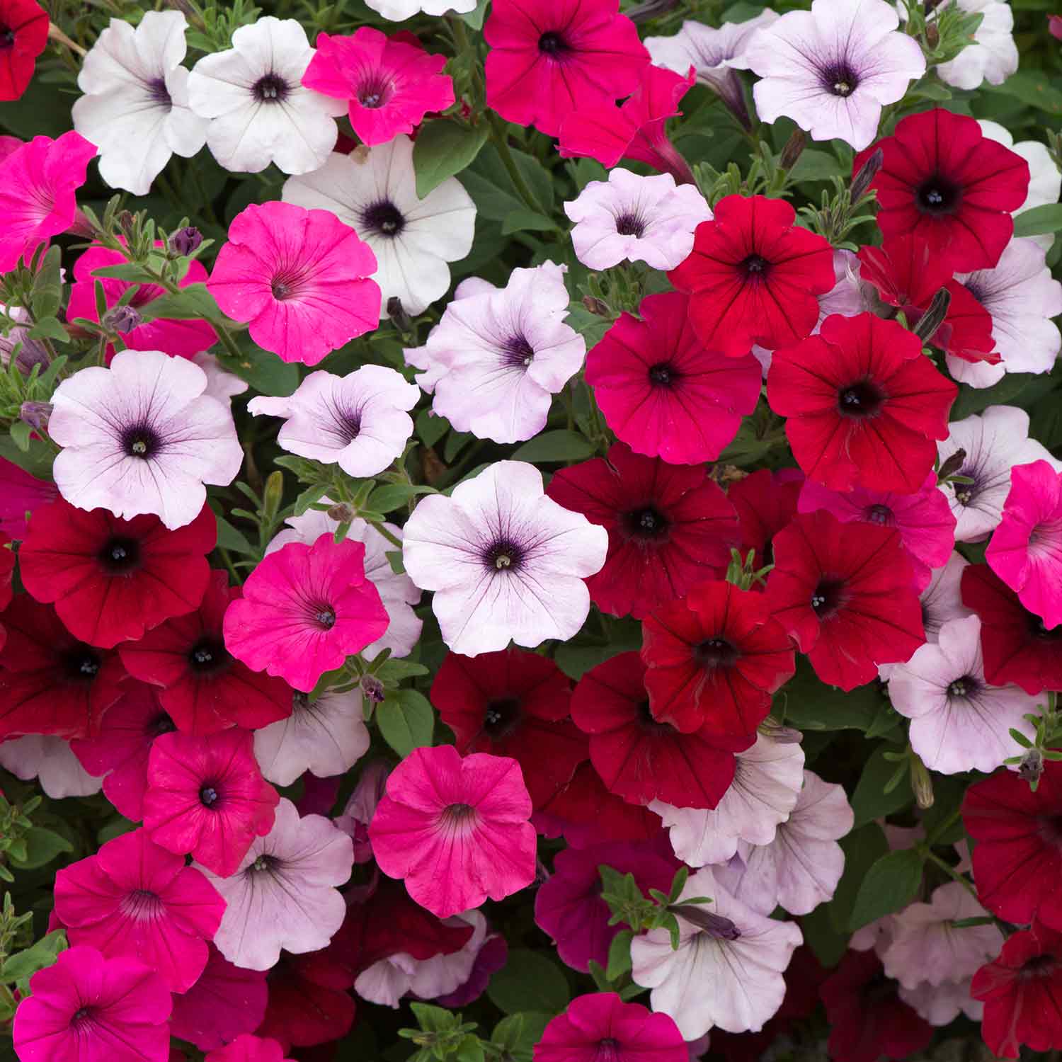 Petunia Plant 'Tidal Wave F1 Mixed' - 12 x Garden Ready Plants