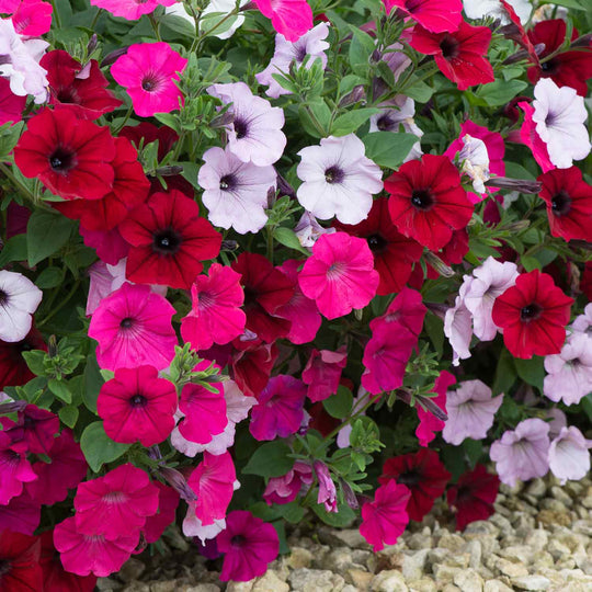 Petunia 'Tidal Wave F1 Mixed' - 12 Garden Ready Plants | Buy Petunia ...