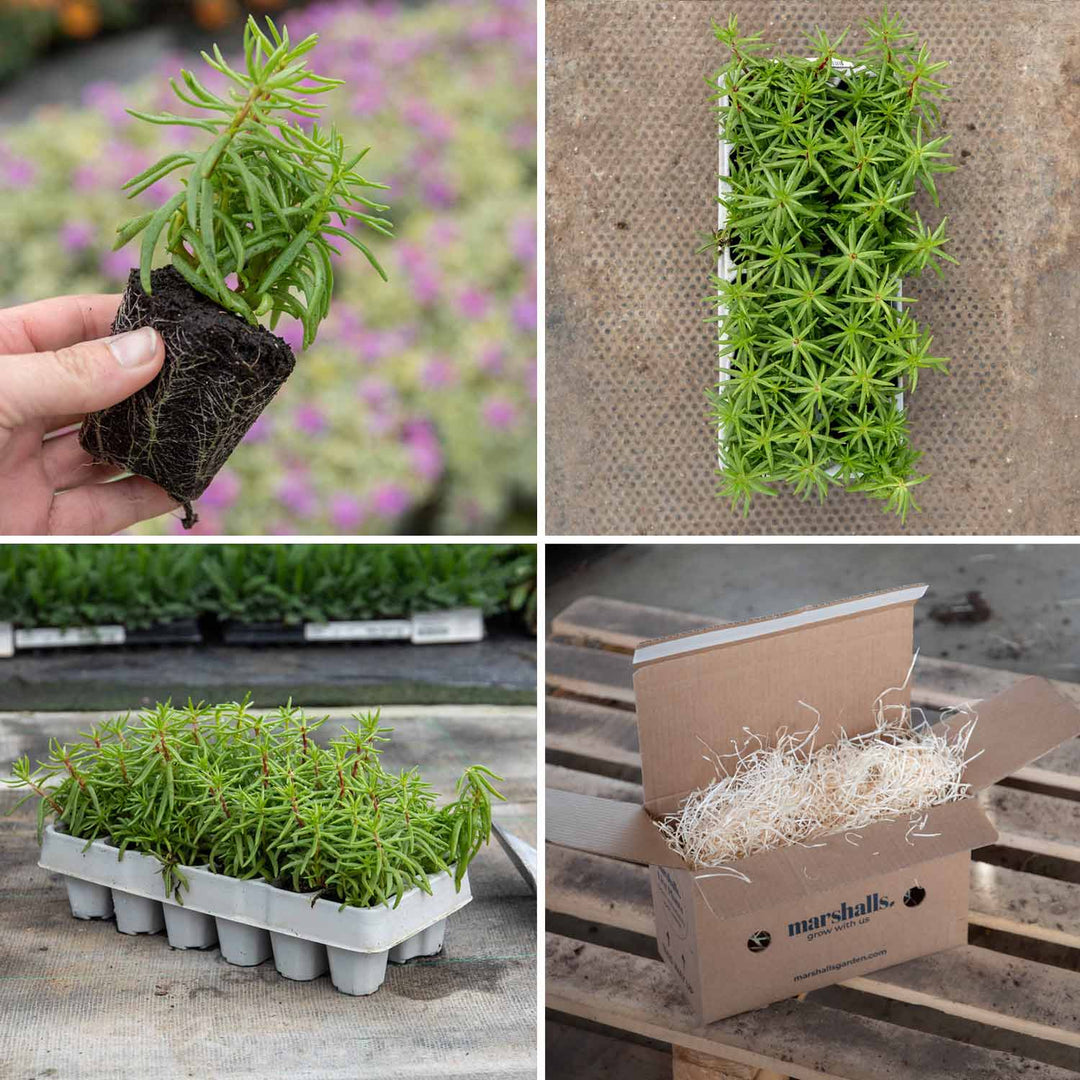 Portulaca 'Happy Hour F1 Mixed' 12 Garden Ready Plants Buy