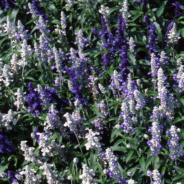 Salvia Plant 'Farinacea Victoria Mixed'