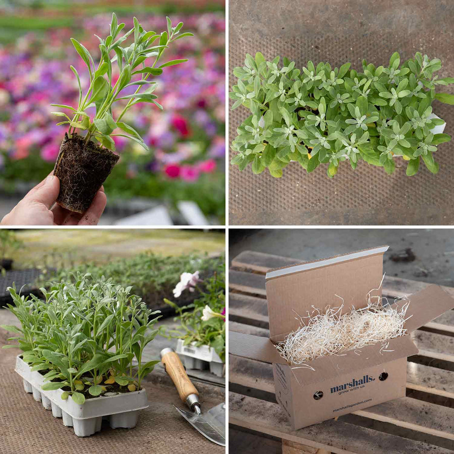 Stocks 'Vintage Mixed' 12 Garden Ready Plants Buy Stock Plants