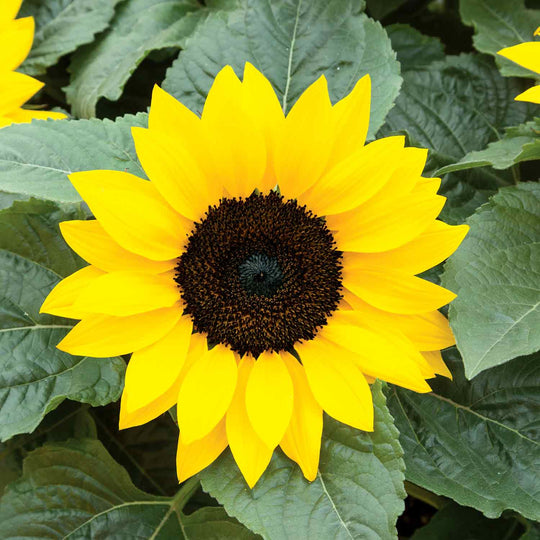 Sunflower 'Sunsations F1 Yellow' 12 Garden Ready Plants Buy