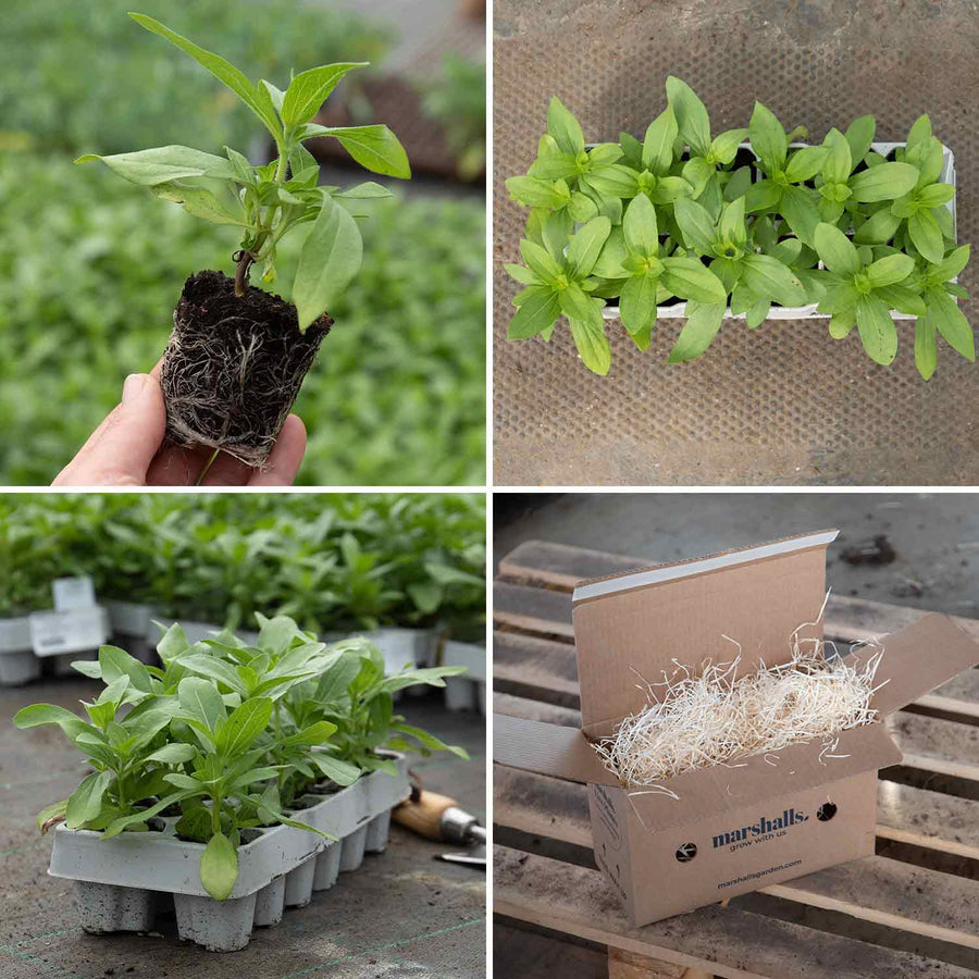 Zinnia 'Zahara Mixed' Buy Zinnia Plants Online Zinnia Plants for