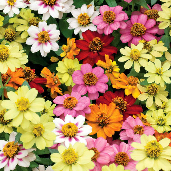 Zinnia Plant 'Zahara Mixed'