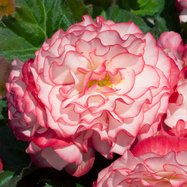 Begonia Plant 'Non-Stop Rose Picotee'