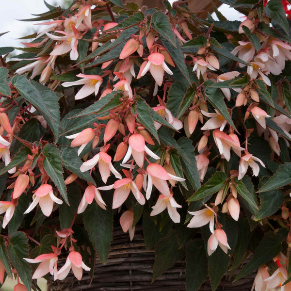 Begonia Plant 'Starshine Appleblossom'