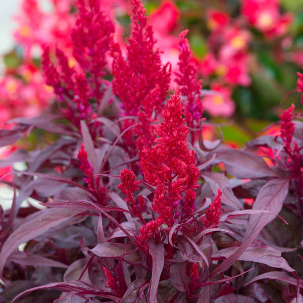 Celosia Plant 'Dragons Breath'