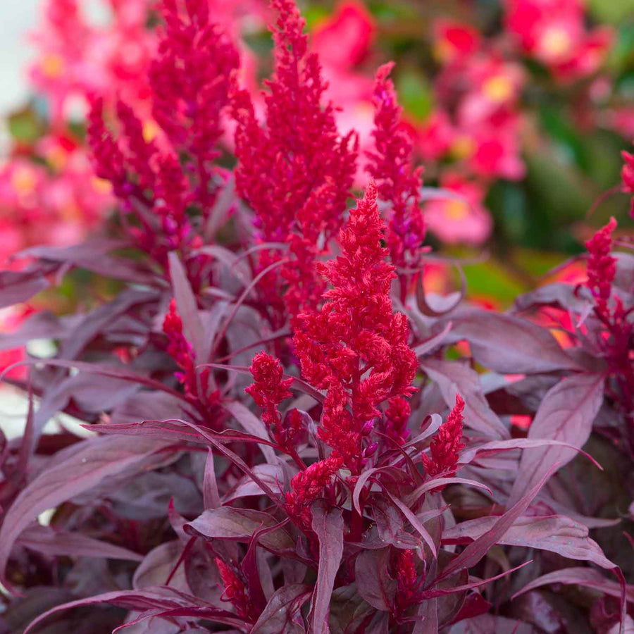 Celosia 'Dragons Breath' | Buy Celosia Plants Online | Summer Bedding ...