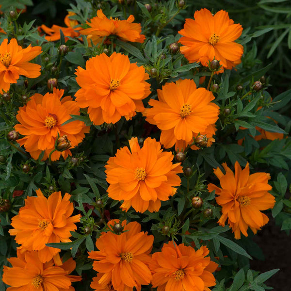 Cosmos Plant 'Mandarin'