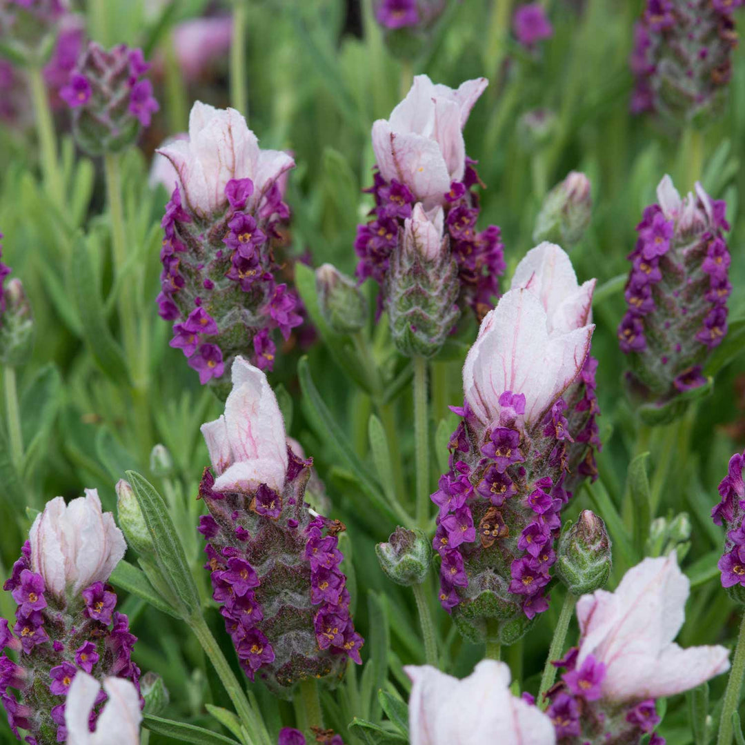 Lavender Plant 'Bandera Pink' - 12 x Garden Ready Plants | Buy Lavender ...