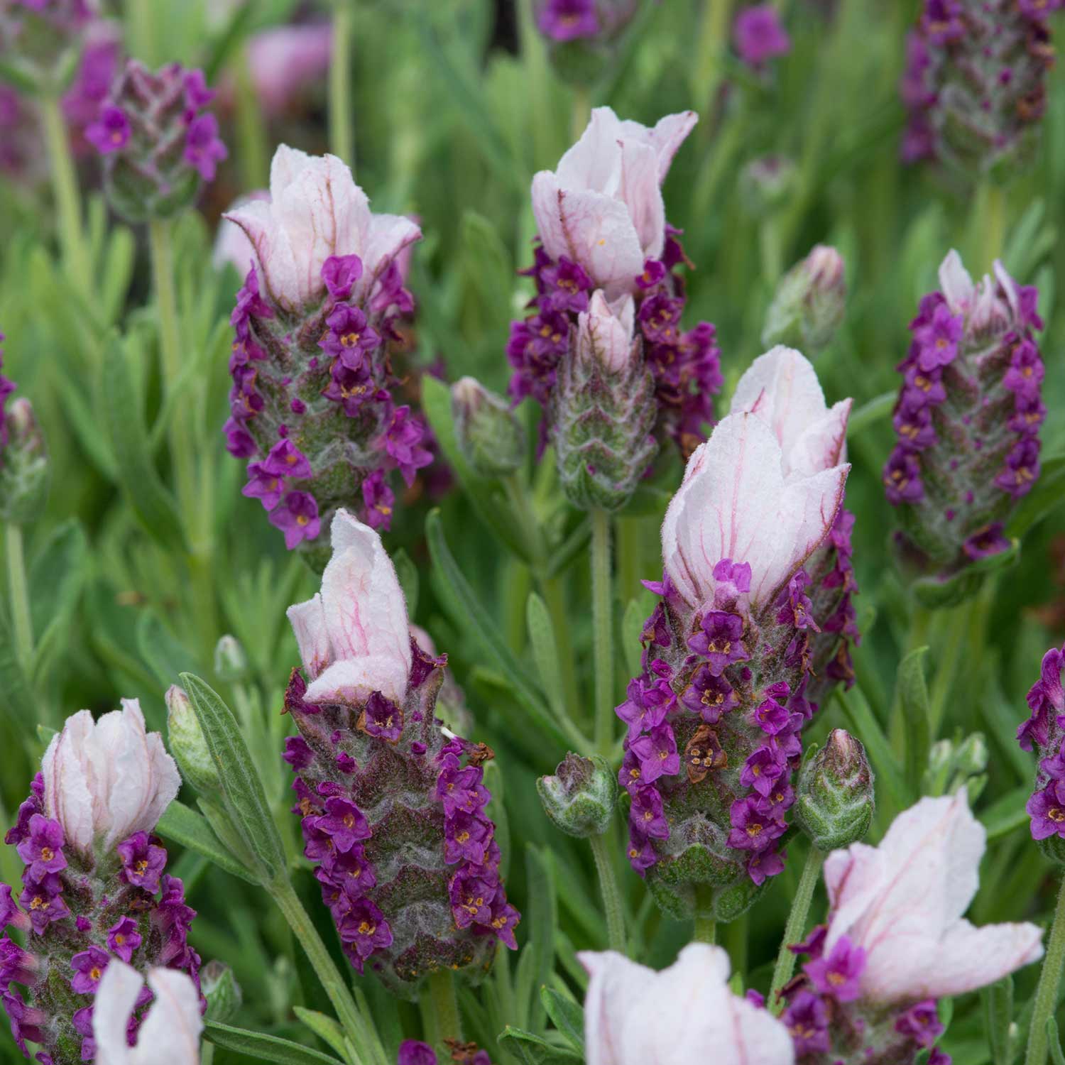 Lavender Plant 'Bandera Pink' - 12 x Garden Ready Plants | Buy Lavender ...