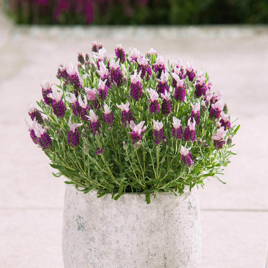 Lavender Plant 'Bandera Pink' - 12 x Garden Ready Plants | Buy Lavender ...
