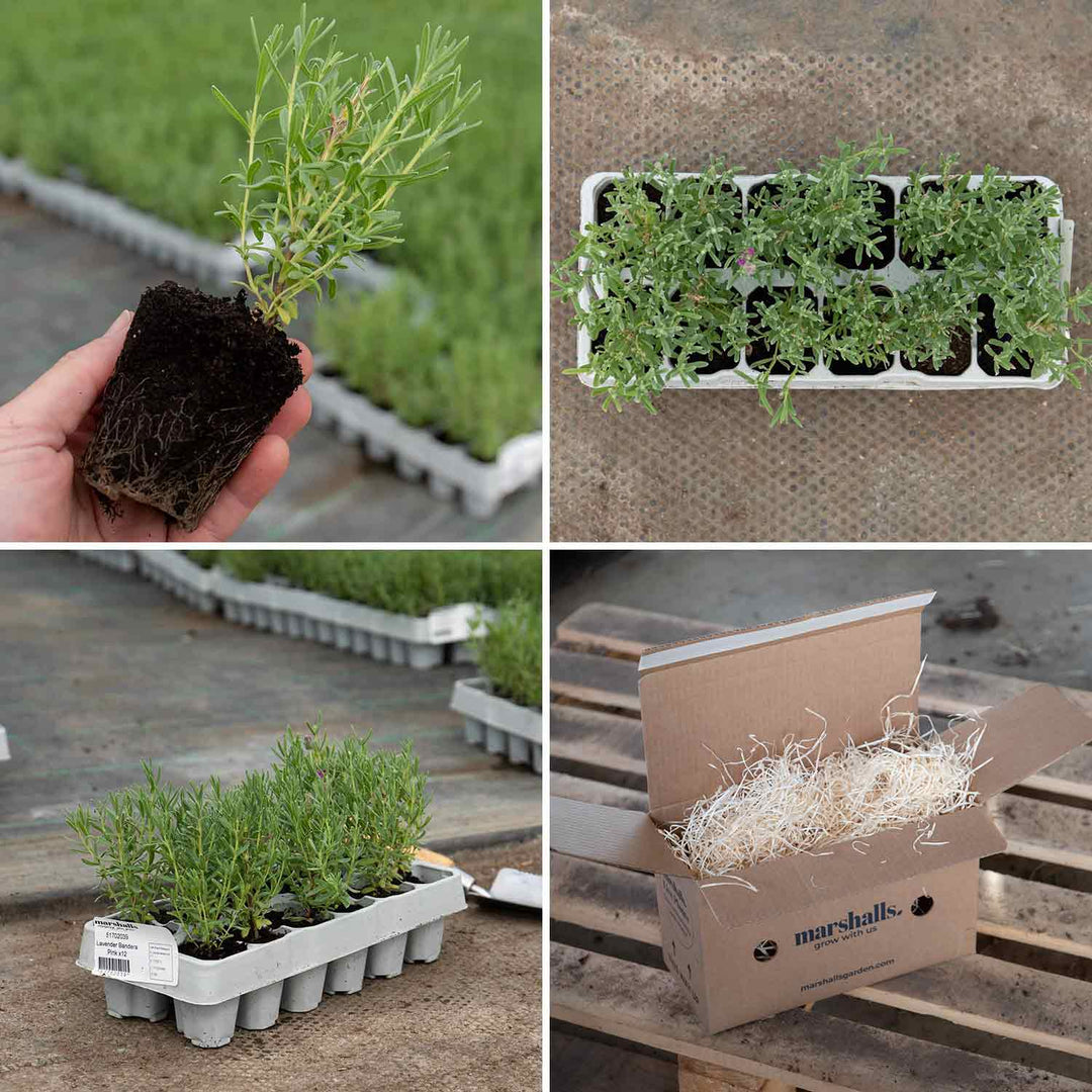Lavender Plant 'Bandera Pink' - 12 x Garden Ready Plants | Buy Lavender ...
