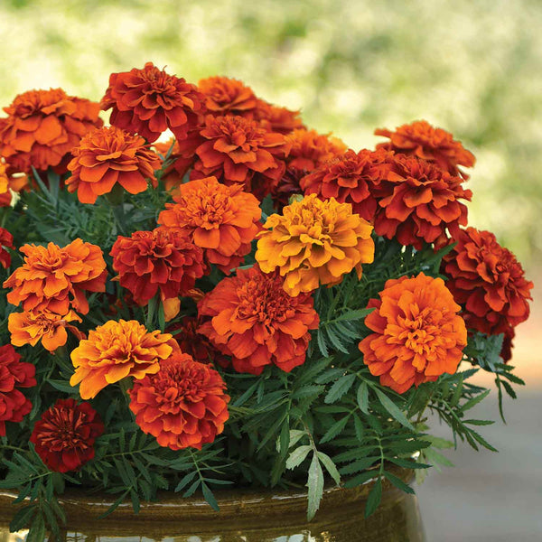 Marigold Plant 'Fireball'