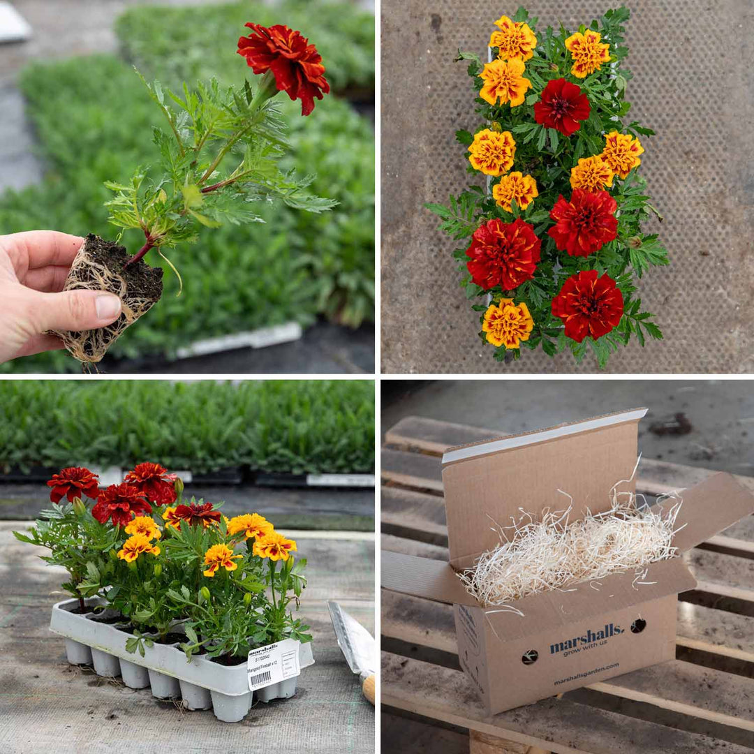 Marigold 'Fireball' 12 Garden Ready Plugs Buy Marigold Plants