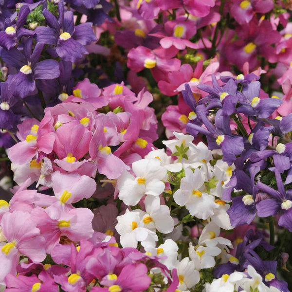 Nemesia Plant 'Poetry Mix'