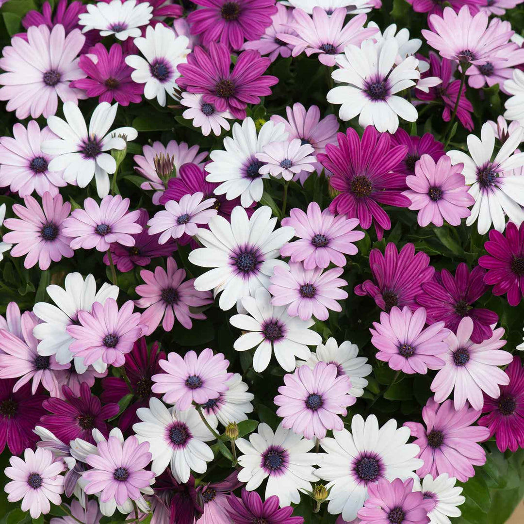 Osteospermum Plant 'Berries and Cream' | Buy Osteospermum Plants Online ...