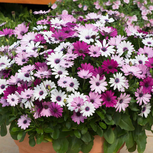 Osteospermum Plant 'Berries and Cream'