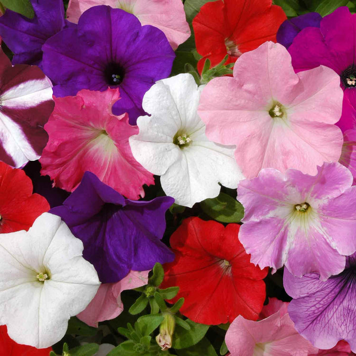 Petunia 'Easy Wave Mix' - 12 Garden Ready Plugs | Buy Petunia Plants ...