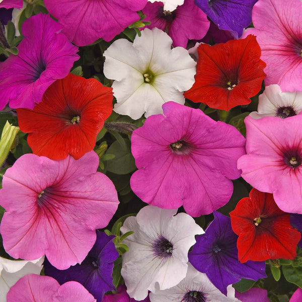 Petunia Plant 'Easy Wave Mix'