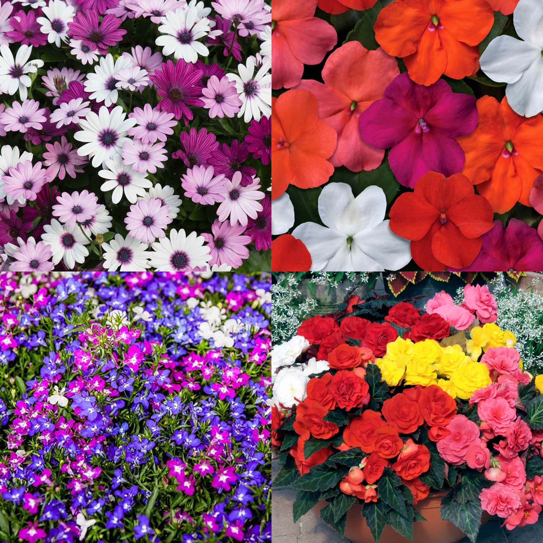 Marshalls 'Summer Bedding' Garden Ready Selection 48 Garden Ready