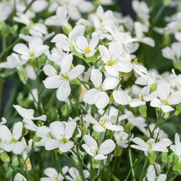 Arabis Plant 'White'