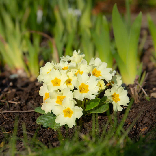 Primrose Vulgaris Everlast 12 Garden Ready Plugs Buy Primrose