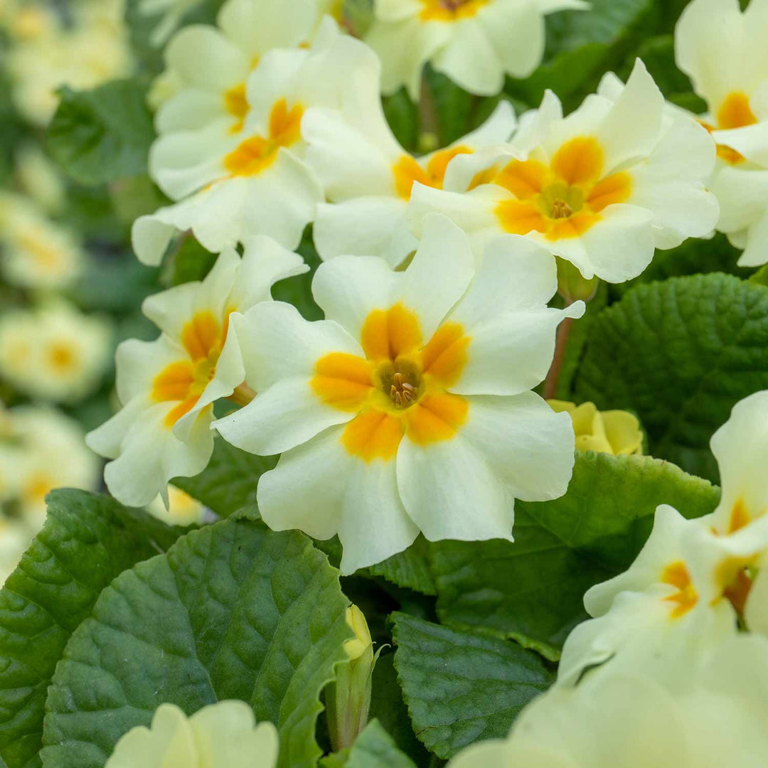 Primrose Vulgaris 'Everlast' - 12 Garden Ready Plugs | Buy Primrose ...