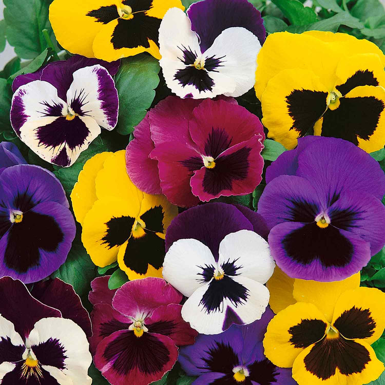 Pansy 'Matrix Mixed'