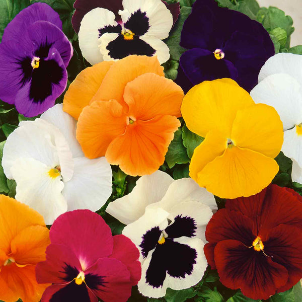 Pansy 'Matrix Mixed'