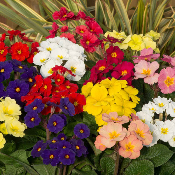 Polyanthus Plant 'Stella Mix'