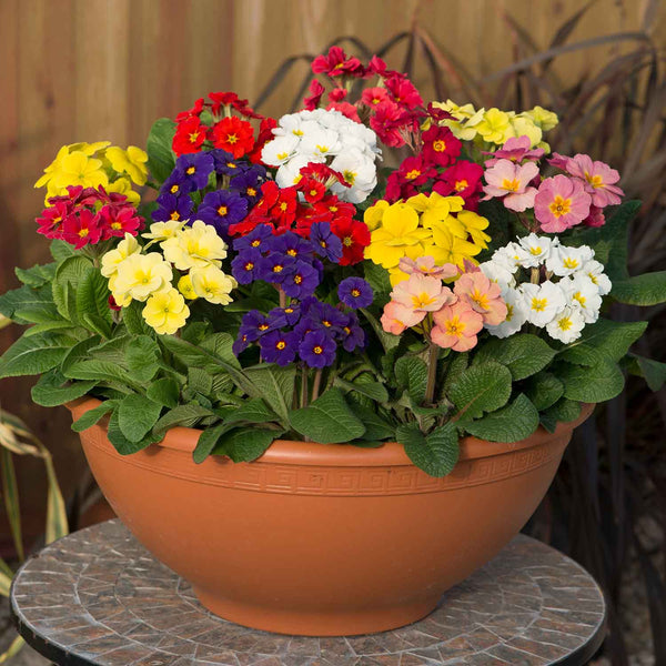 Polyanthus 'Stella Mix'