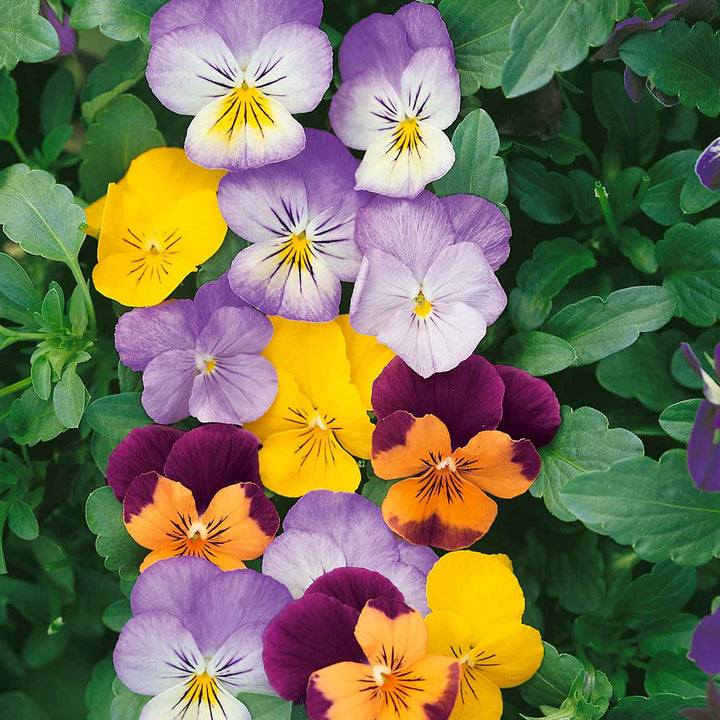 Viola 'Sorbet Mix' 12 Garden Ready Plants Buy Viola Plants Online