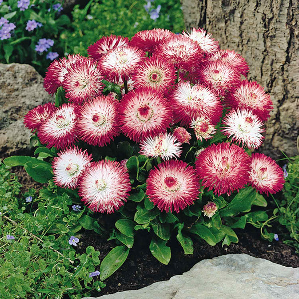 Bellis Plant 'Habanera White with Red Tips'