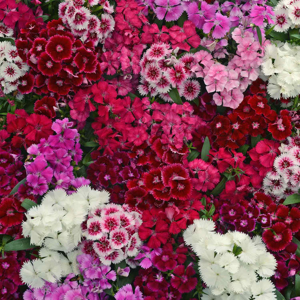 Carnation Plant 'Festival Mix'