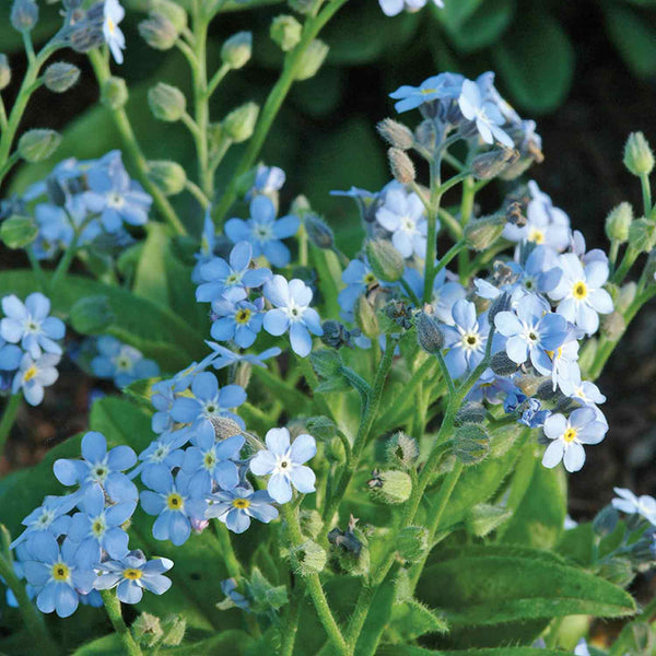 Forget Me Not Plant 'Mon Amie Mixed'