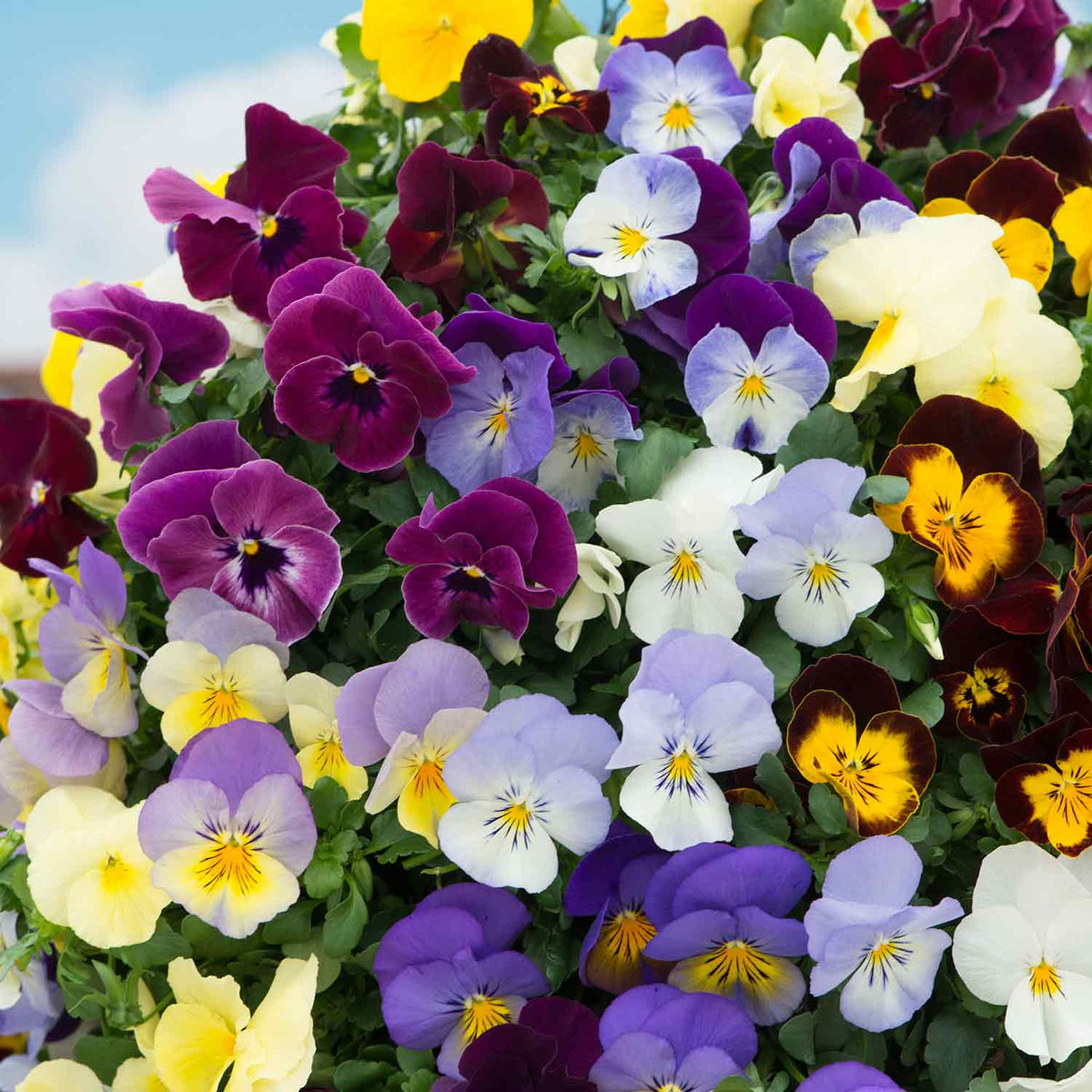 Pansy 'Cool Wave Mix' 12 Garden Ready Plants | Buy Pansy Plants Online ...