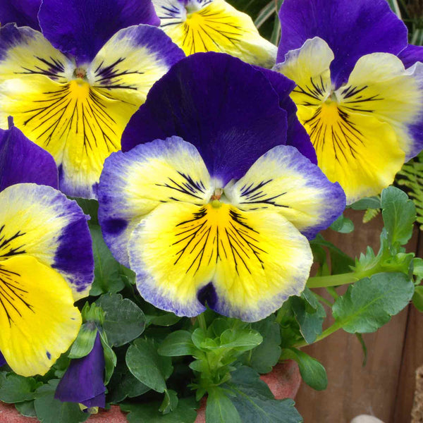 Pansy Plant 'Matrix Morpheus'