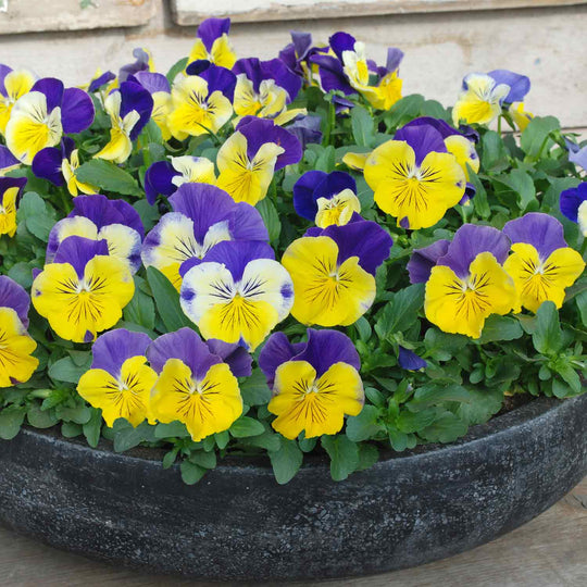 Pansy 'Matrix Morpheus' 12 Garden Ready Plants Buy Pansy Plants