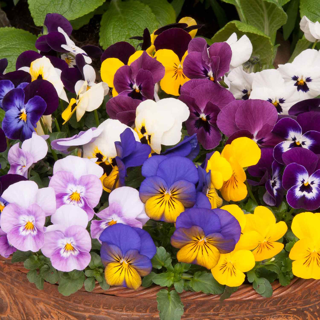Viola 'Sorbet Mix' 12 Garden Ready Plants Buy Viola Plants Online