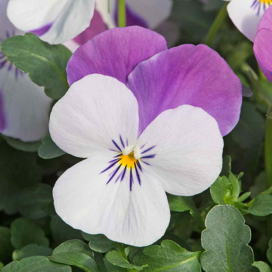 Viola 'Sorbet Pink Wings' 12 Garden Ready Plants Buy Viola Plants