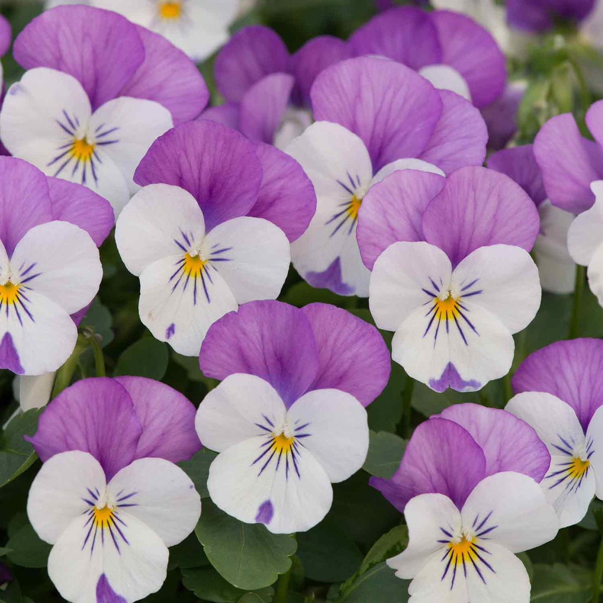 Viola 'Sorbet Pink Wings' 12 Garden Ready Plants Buy Viola Plants Online Viola Plants for